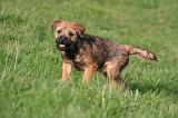 BORDER TERRIER 135